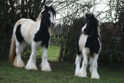 Promise and Willow in England